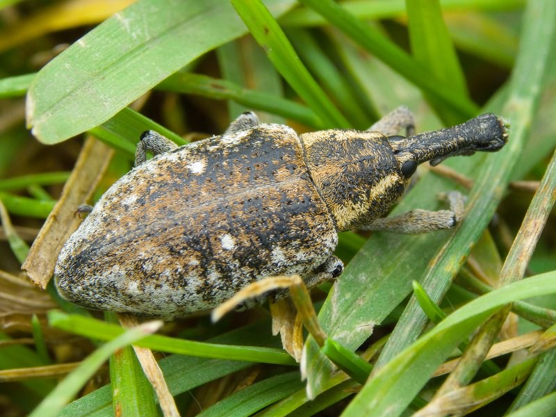 Lepyrus palustris (Scopoli, 1763)